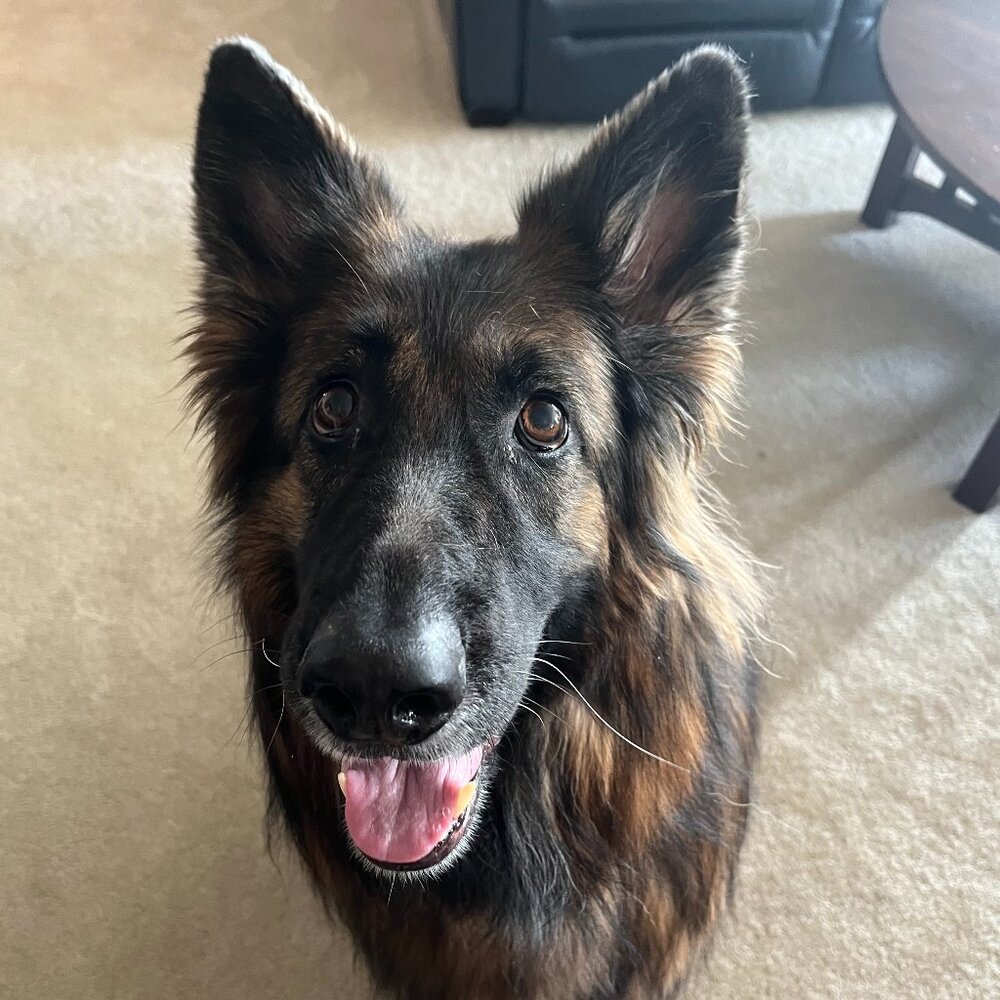 Meet your Posher, Samantha